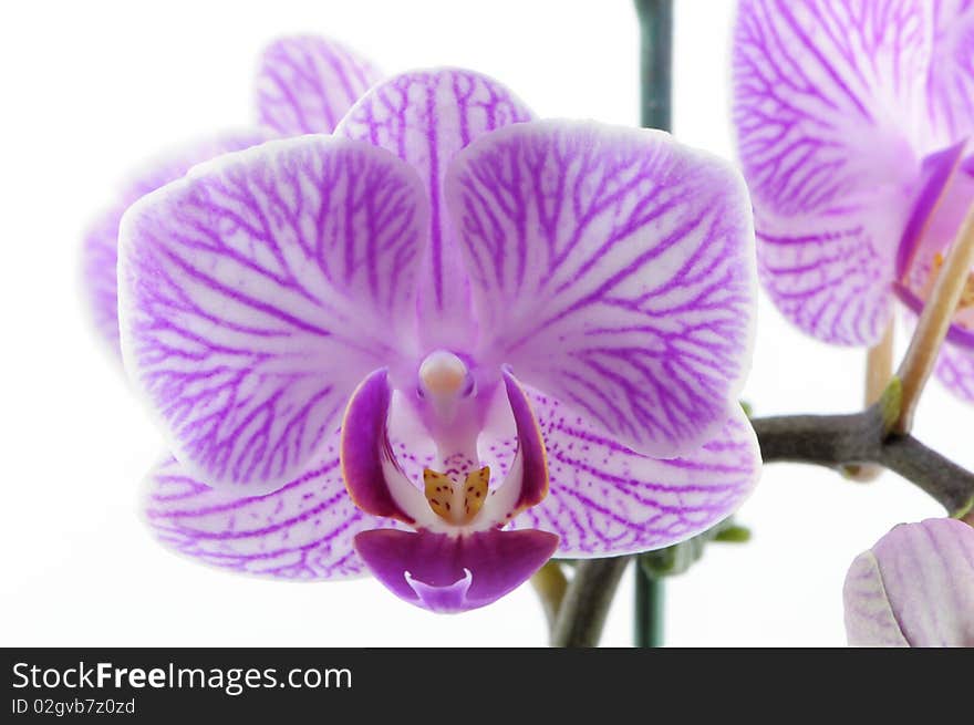 Single purple orchid with white pattern