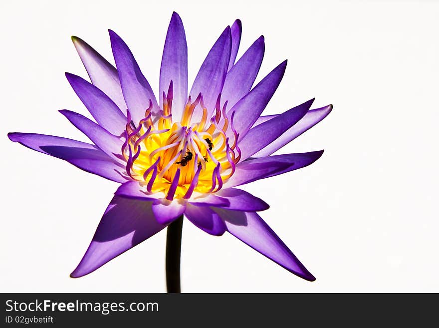 Blue lotus on white background