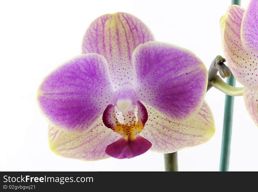 Single yellow orchid with purple spot