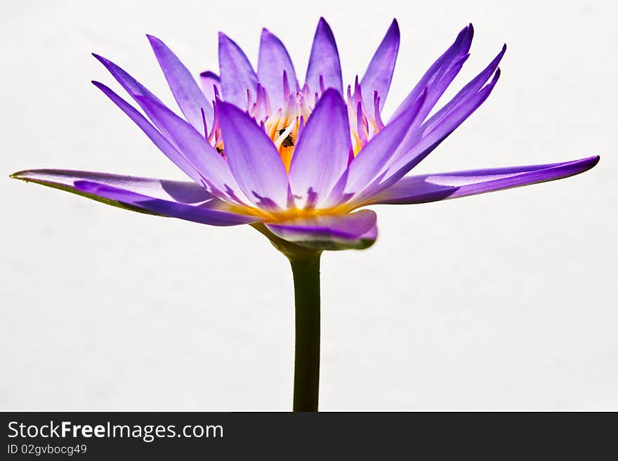 Blue lotus on white background