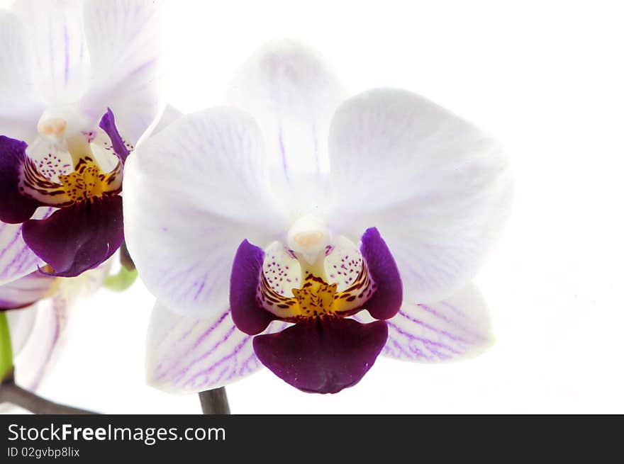 Single white orchid with purple pattern