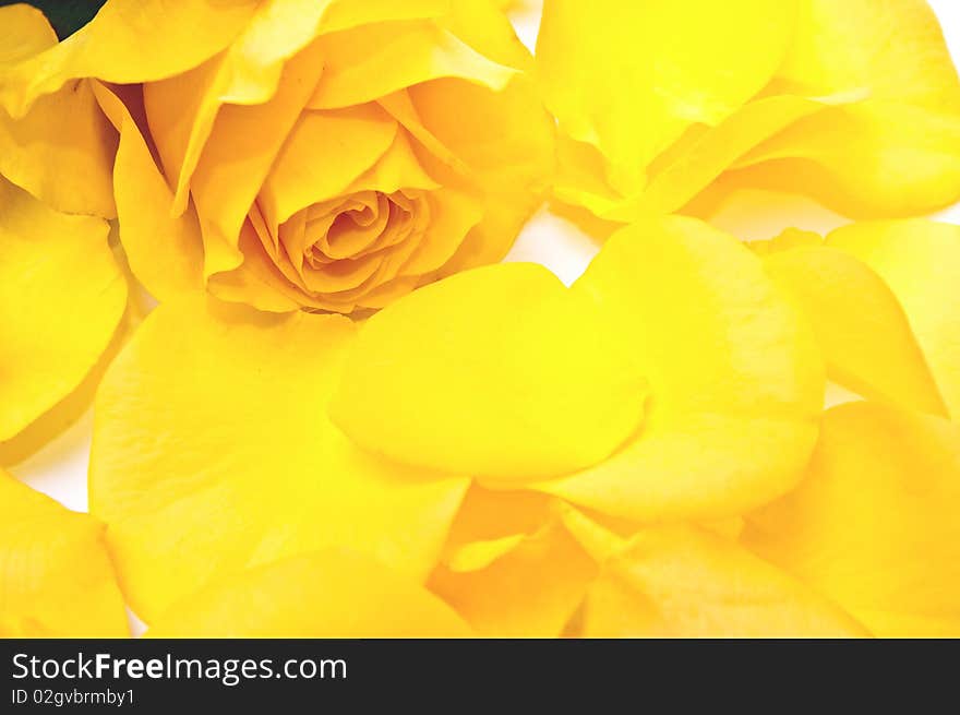 One rose and yellow petals. Isolated on white