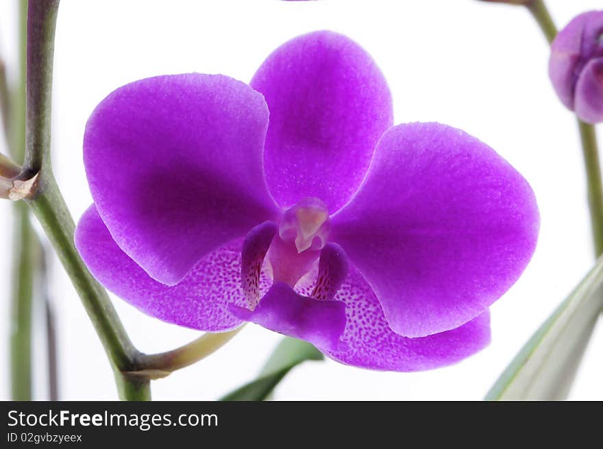 Single purple orchid with white spot isolated on white background photo taken:2010/04/19