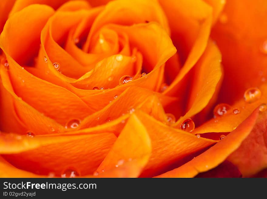 Orange Rose