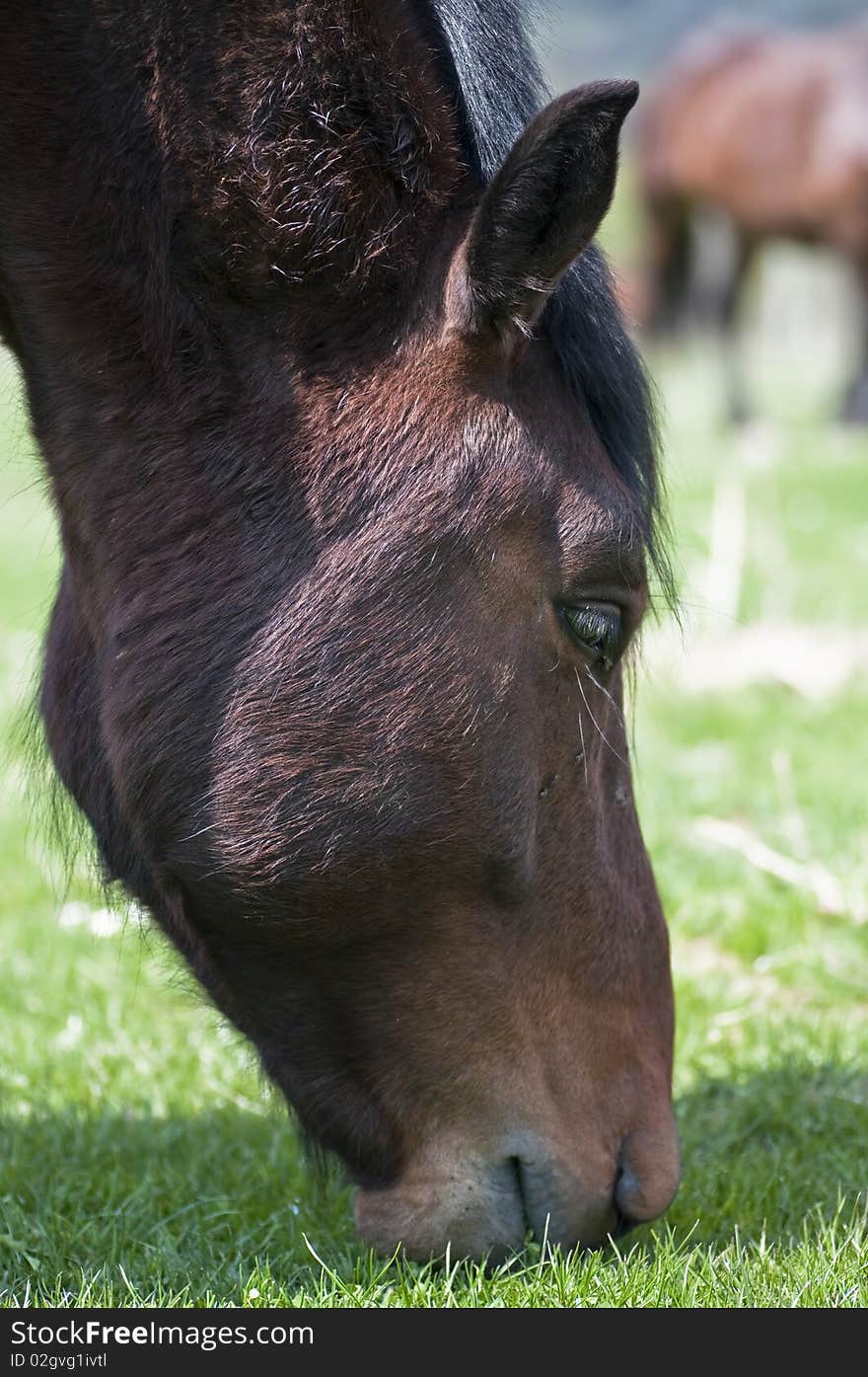 Horse eating grass