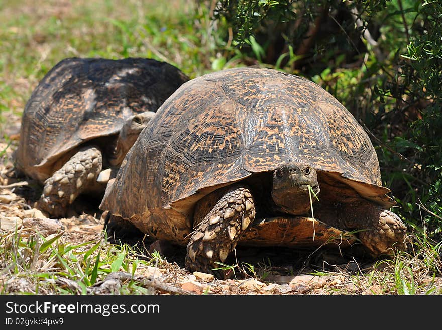 Big leopard tortoise