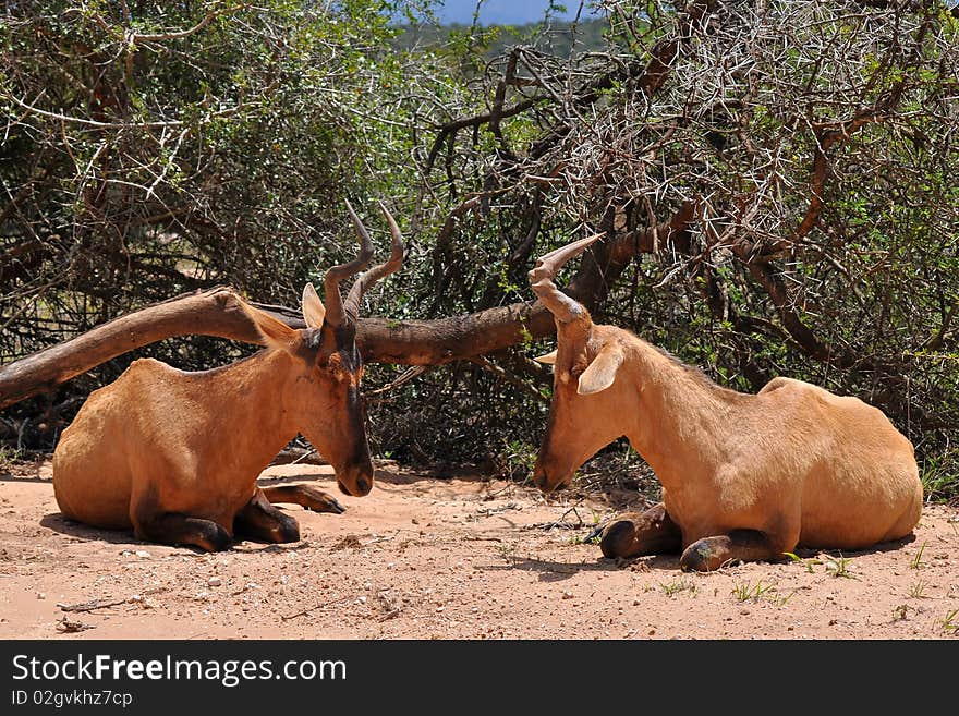 Pair of red hartebeest