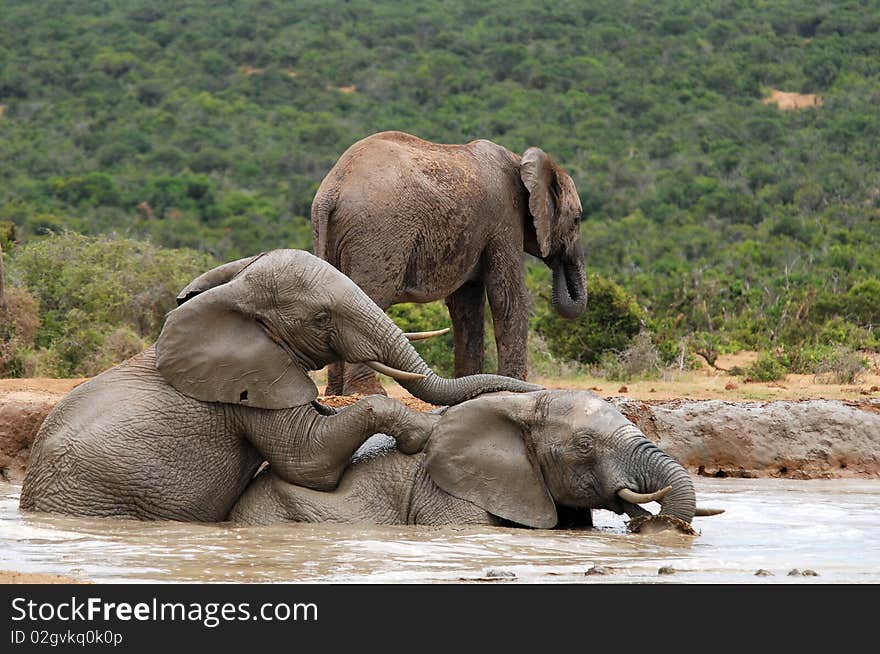 Young elephants romping hapilly at watering place