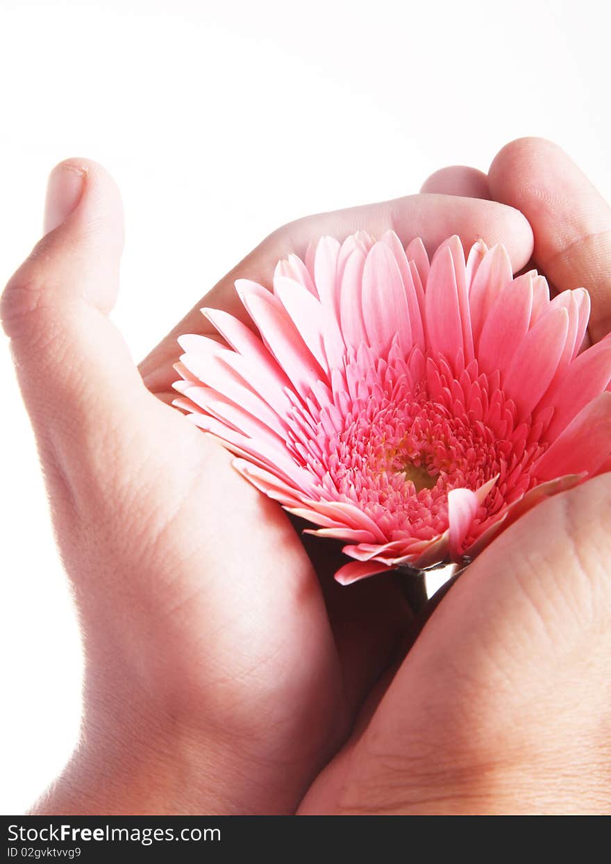 Pink flower on hands over white background. Pink flower on hands over white background