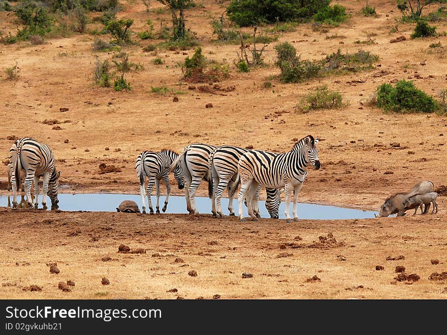 Burchell S Zebra At Watering Place