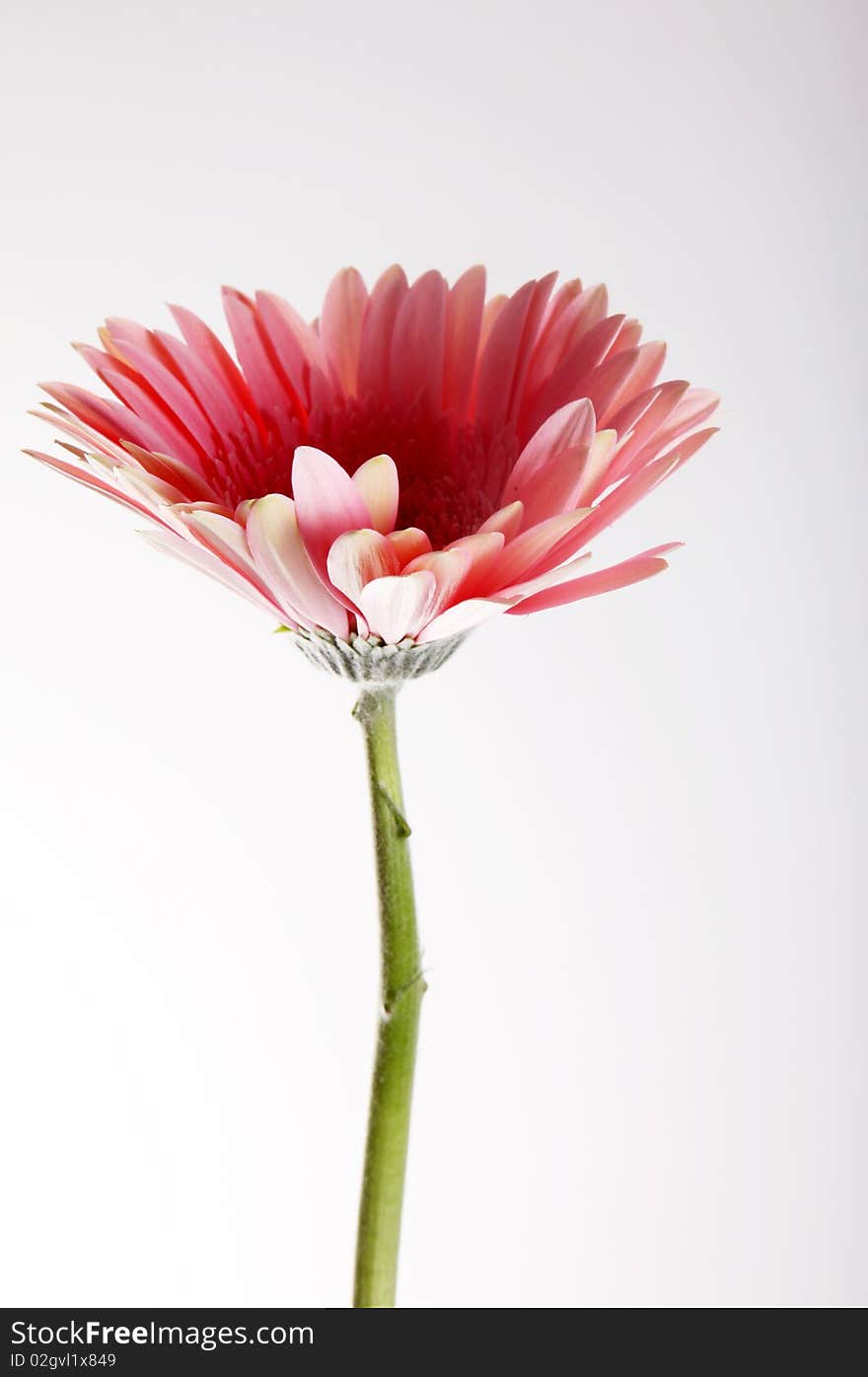 Pink flower with stem over white background