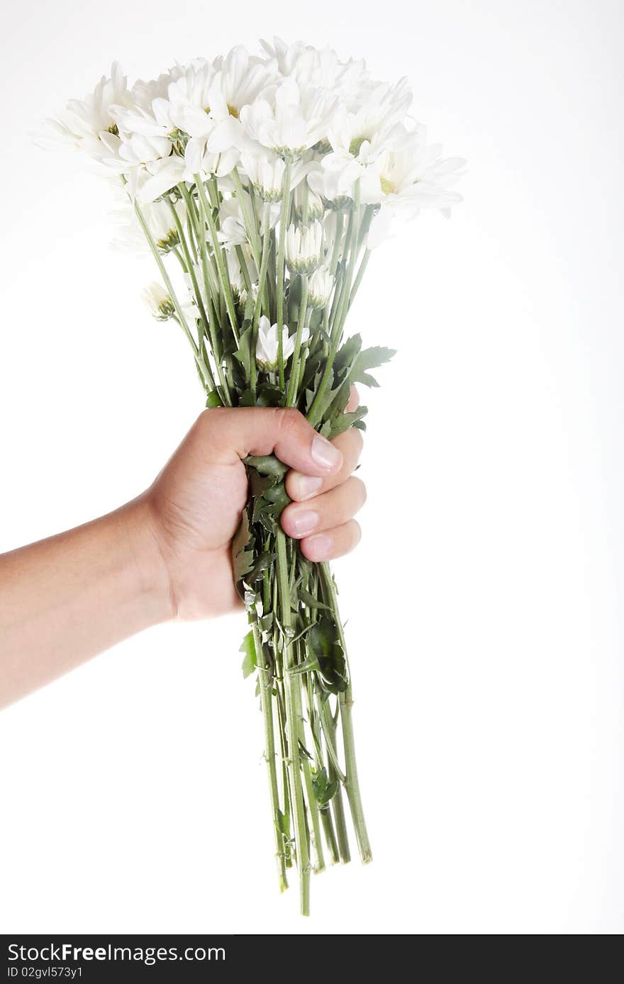 Hand with some white flowers over white background. Hand with some white flowers over white background