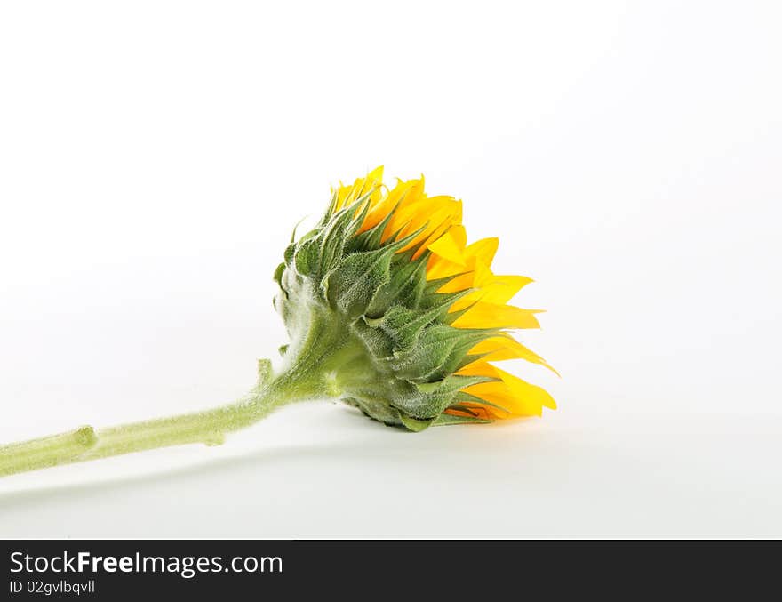 Yellow sunflower over white background. Stem and petals