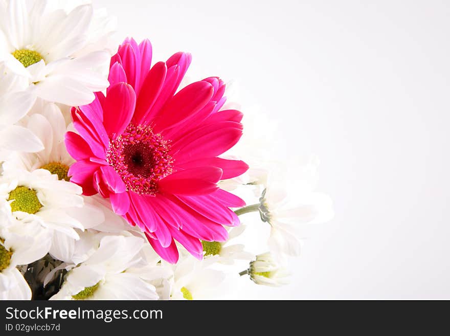 Purple and white flowers over empty background, Nature image