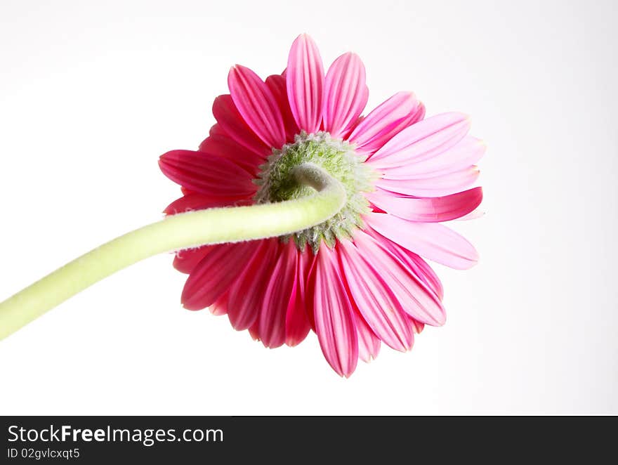 Pink flower over white background. beauty image