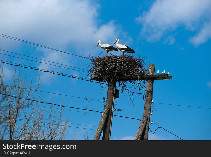 Couple of storks in their nest on the electric pole. Couple of storks in their nest on the electric pole