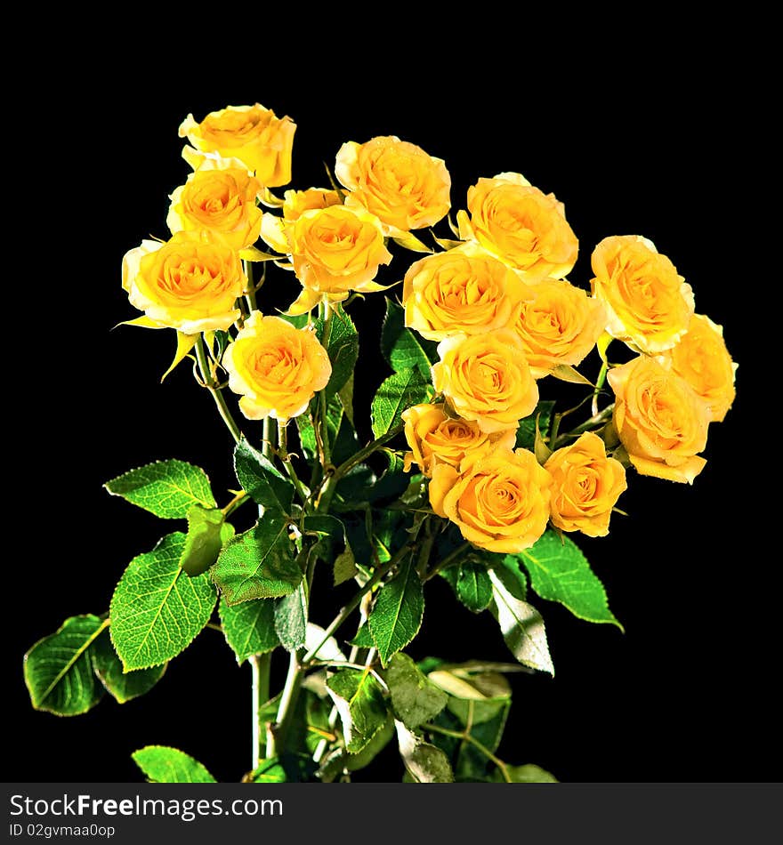 Beautiful bouquet of yellow roses isolated on black background