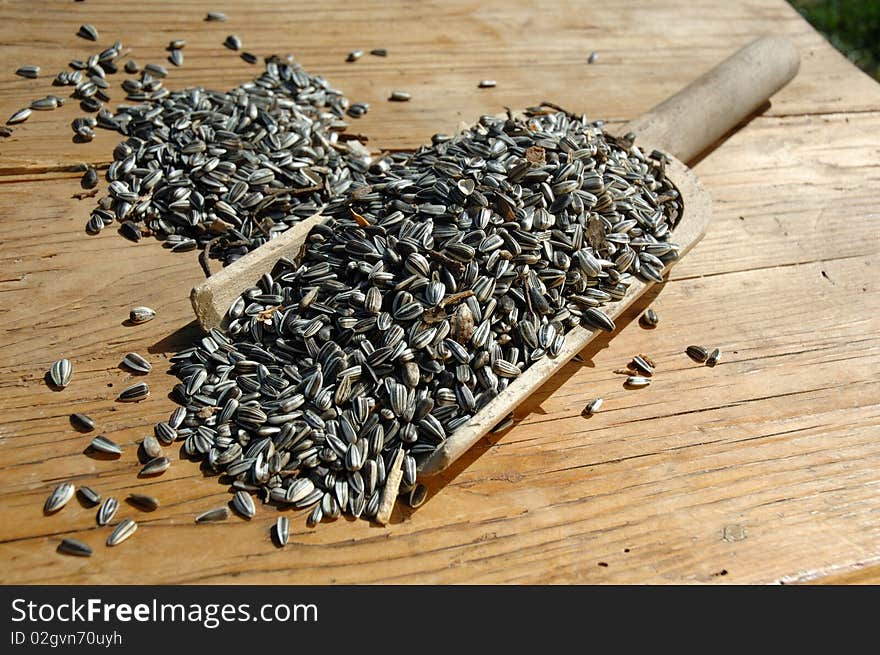 Sunflower Seeds