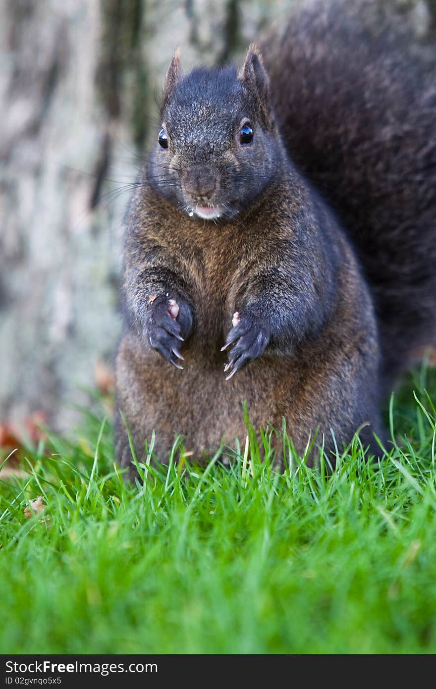 Squirrel up close