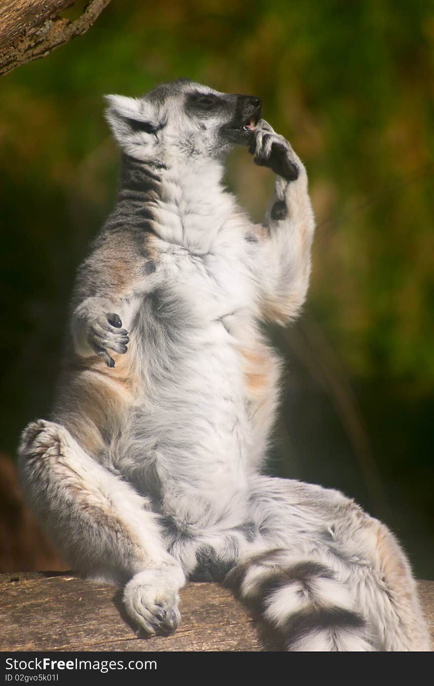 Lemur sitting on a tree body