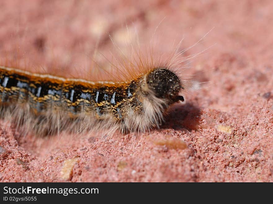 Tent Caterpillar