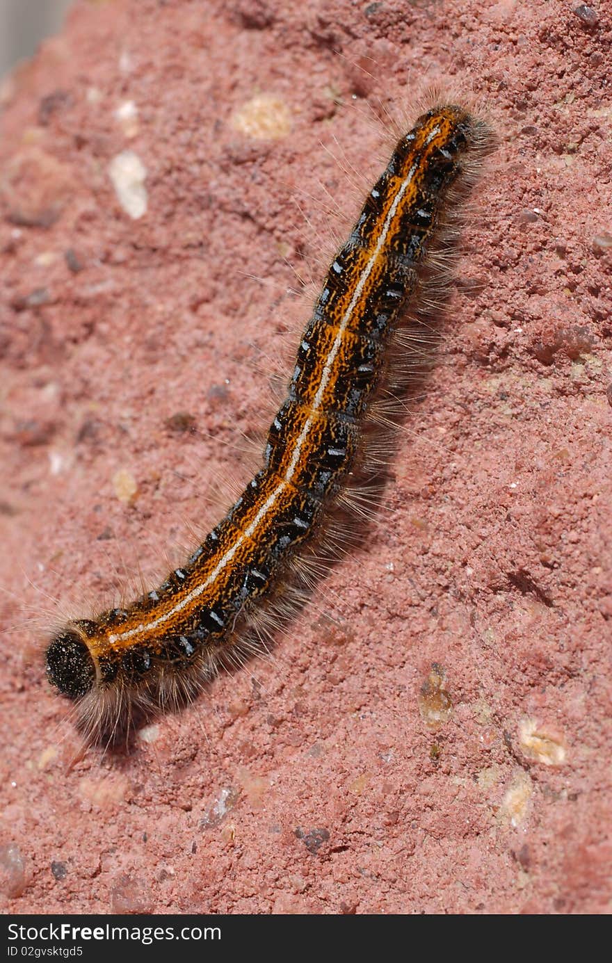 Tent caterpillar