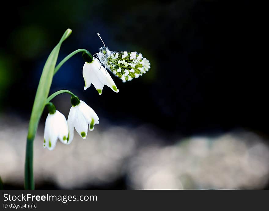 Green And White Butterfly