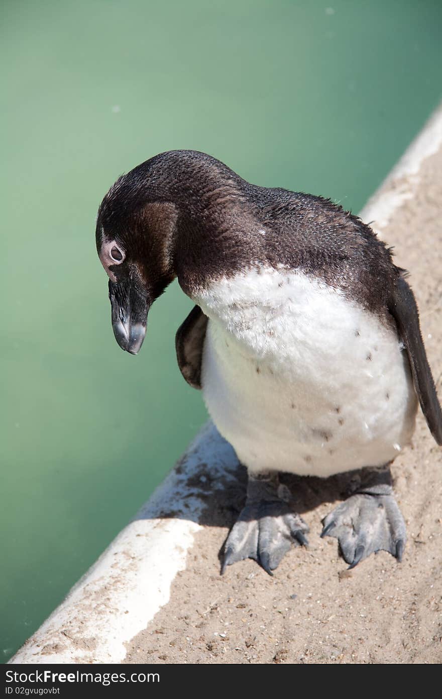 Little penguin standing next to cold water