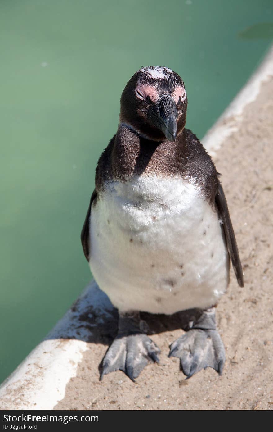 Little penguin standing next to cold water