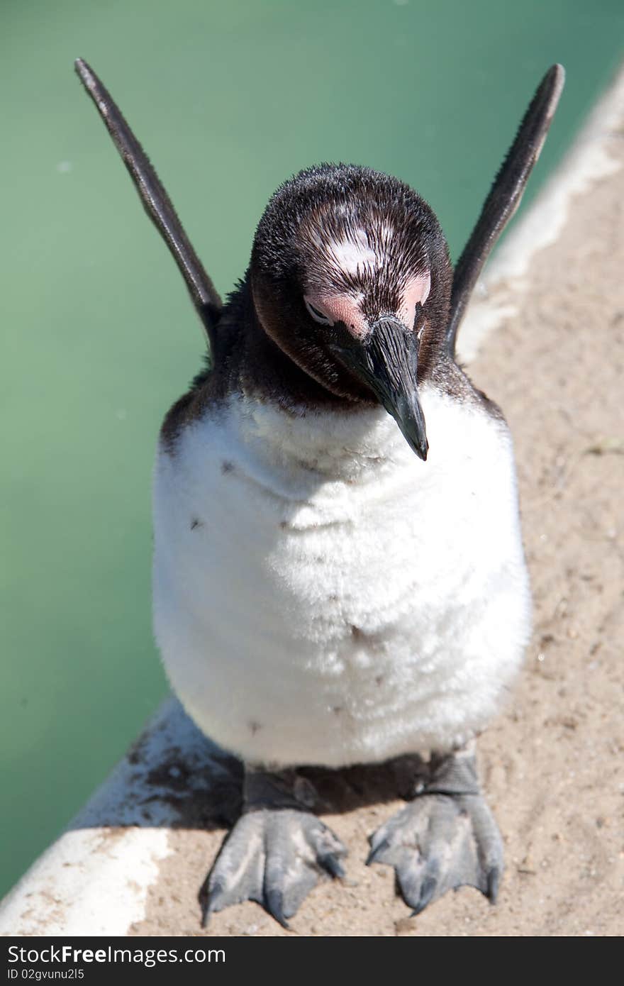 Little penguin standing next to cold water