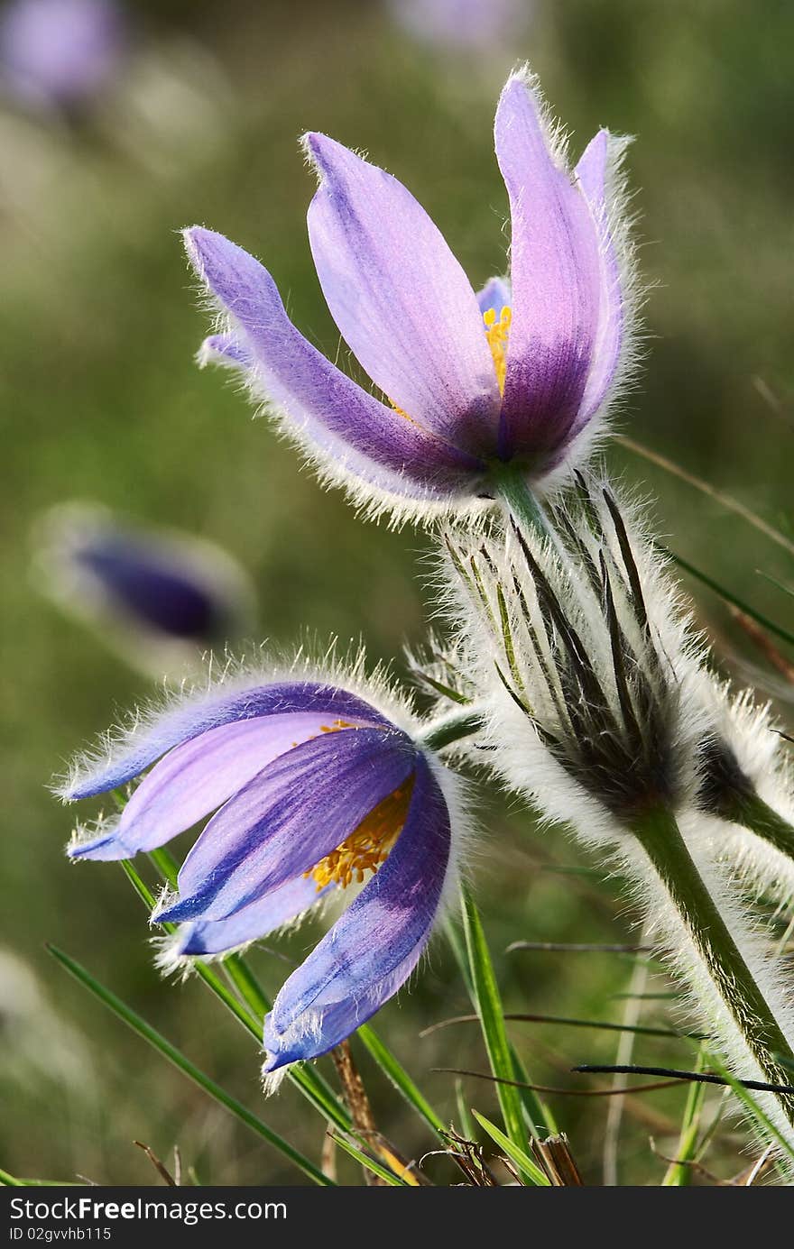 Flowers of pasqueflower
 on the meadow