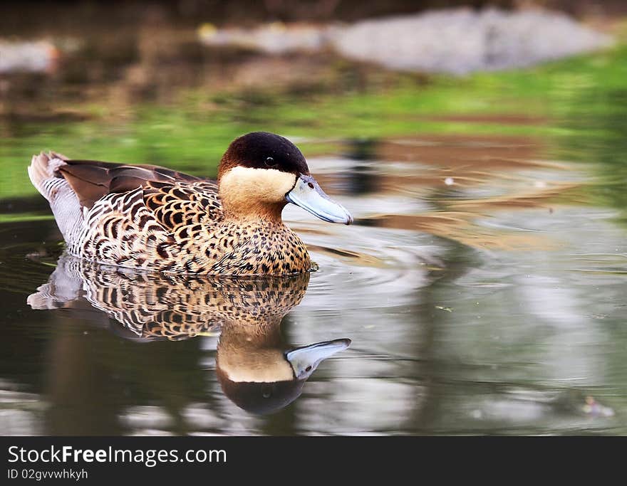 Silver Teal - Anas versicolor - floating on the level