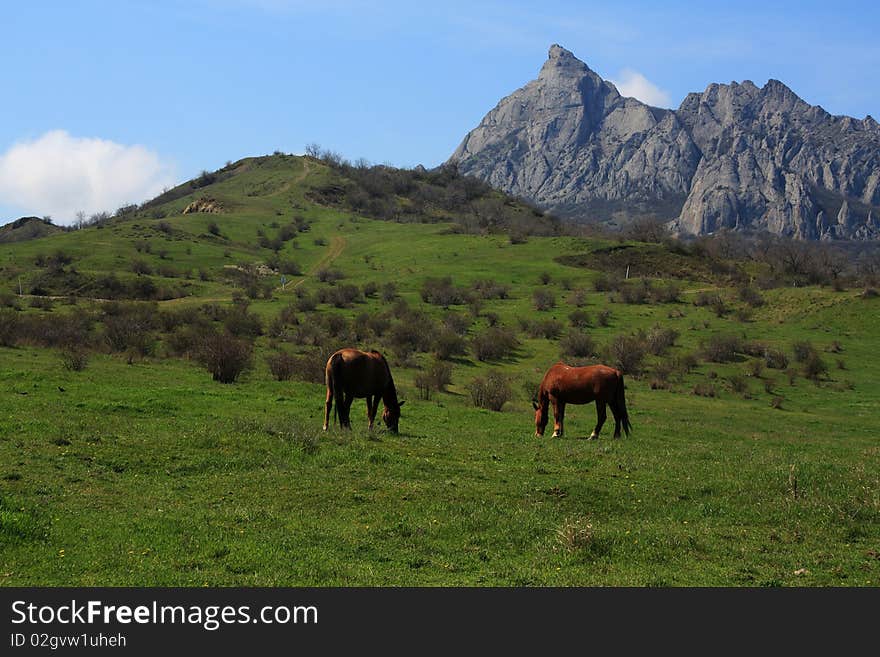 Horses graze at the foot of the mountain. In the distance rises a rocky mountain. Horses graze at the foot of the mountain. In the distance rises a rocky mountain