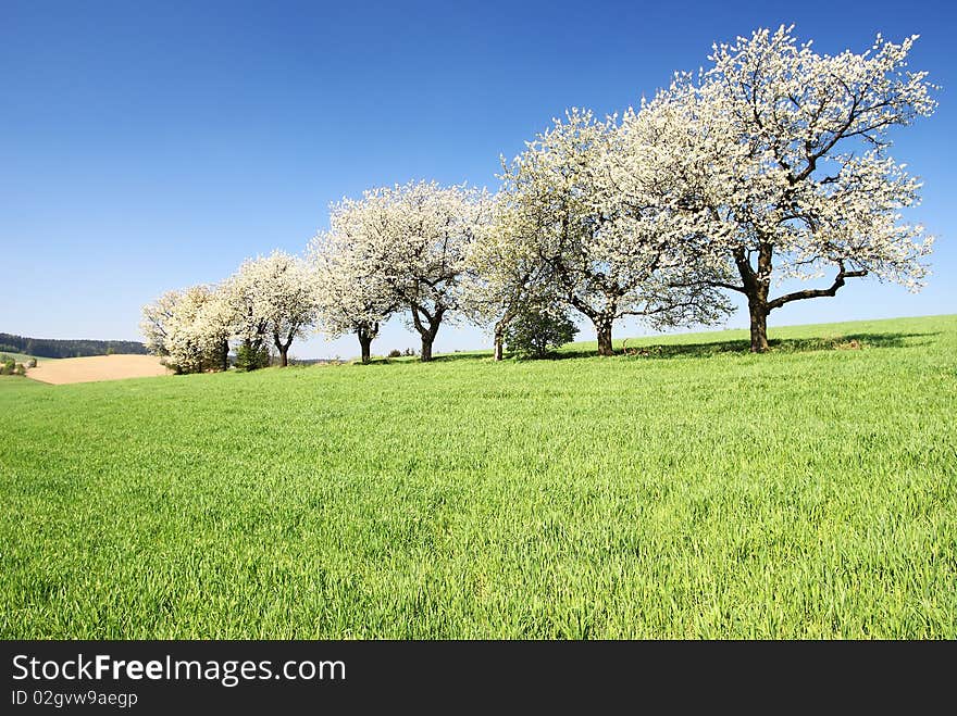 Alley of flowering cherry-trees