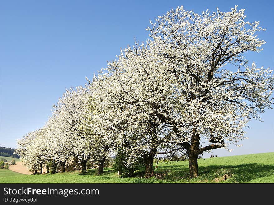 Alley Of Flowering Cherry-trees