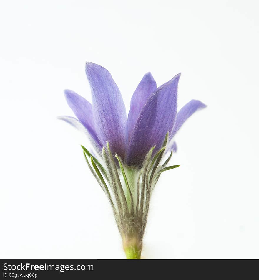 Close-up of pasqueflower, isolated on white, side view. Close-up of pasqueflower, isolated on white, side view