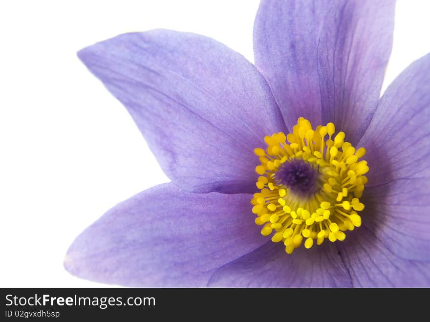 Close-up of pasqueflower, isolated on white. Close-up of pasqueflower, isolated on white