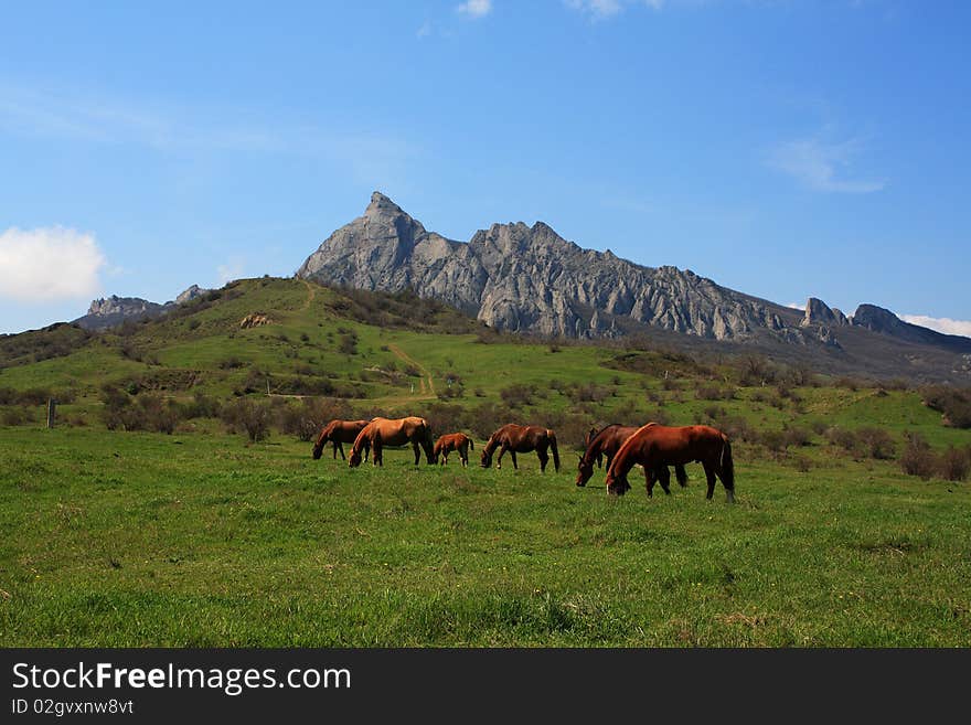 Horses graze at the foot of the mountain. In the distance rises a rocky mountain. Horses graze at the foot of the mountain. In the distance rises a rocky mountain