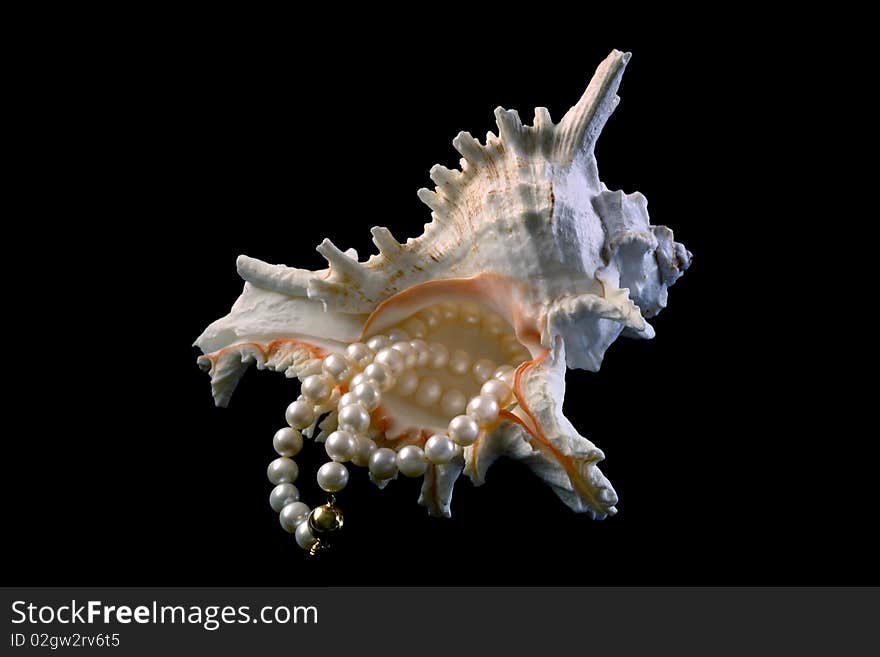 Pearl necklace and sea shell  isolated on black background