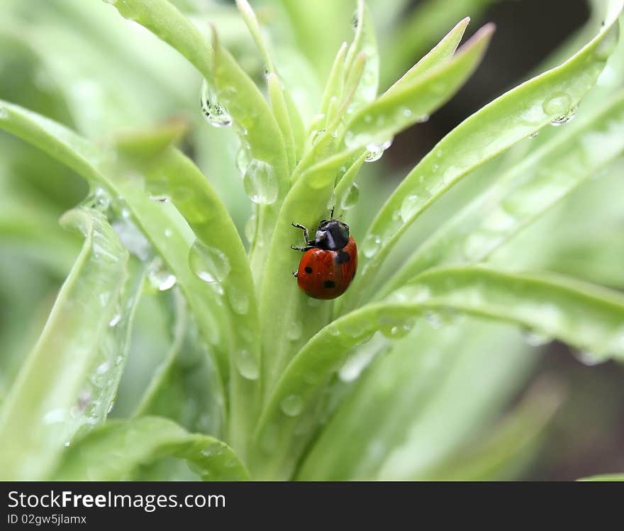 Ladybug