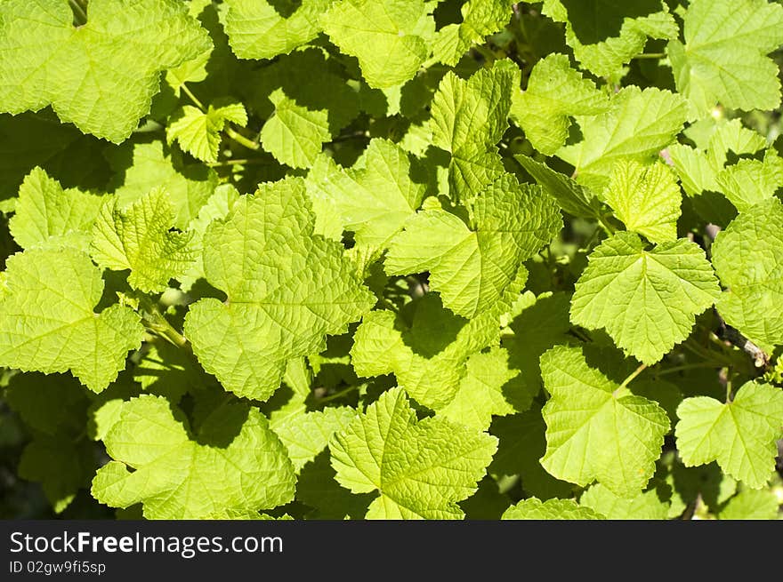 Green leaves background (summer background)