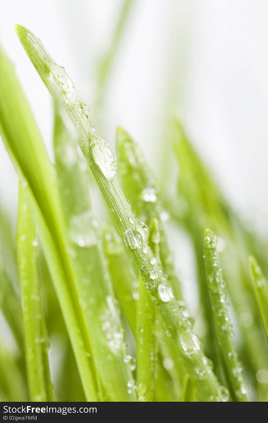 Fresh new grass in the spring after a shower of rain. Fresh new grass in the spring after a shower of rain