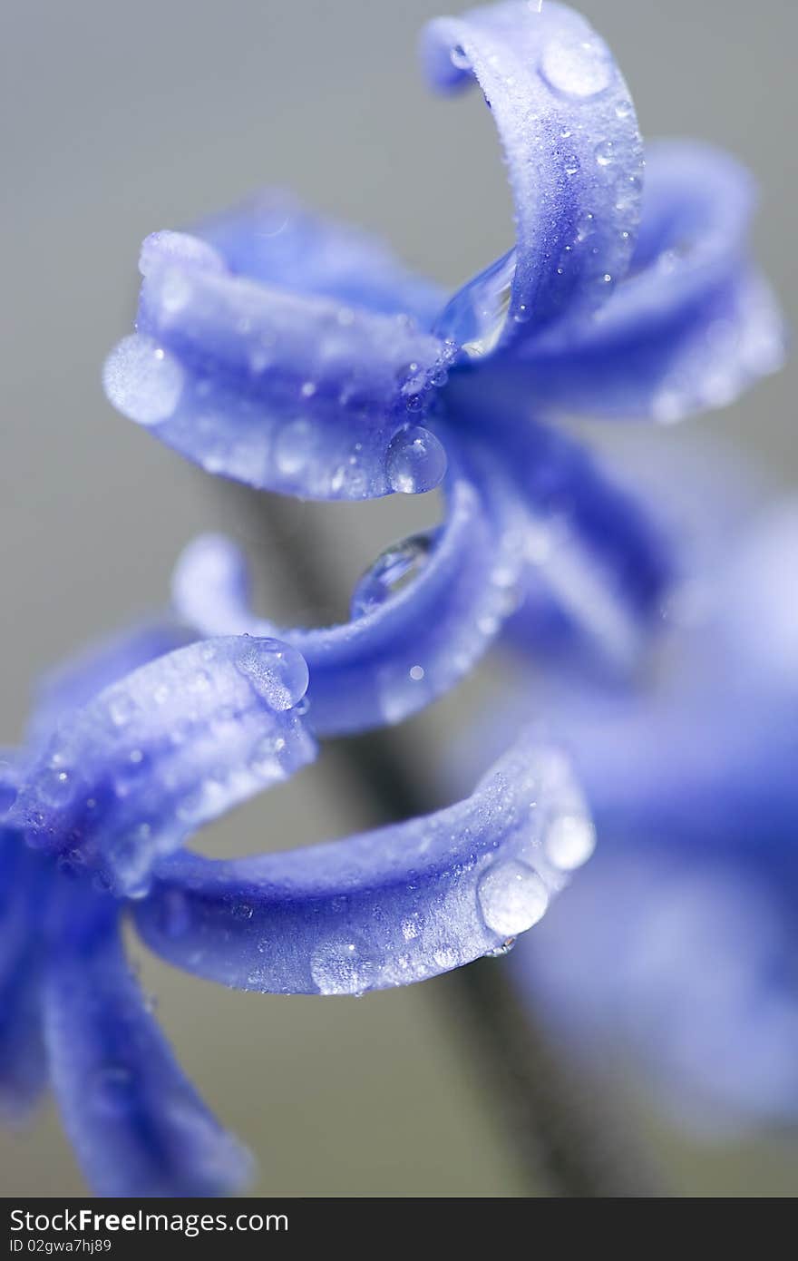 Hyacinth petals with water drops. Hyacinth petals with water drops