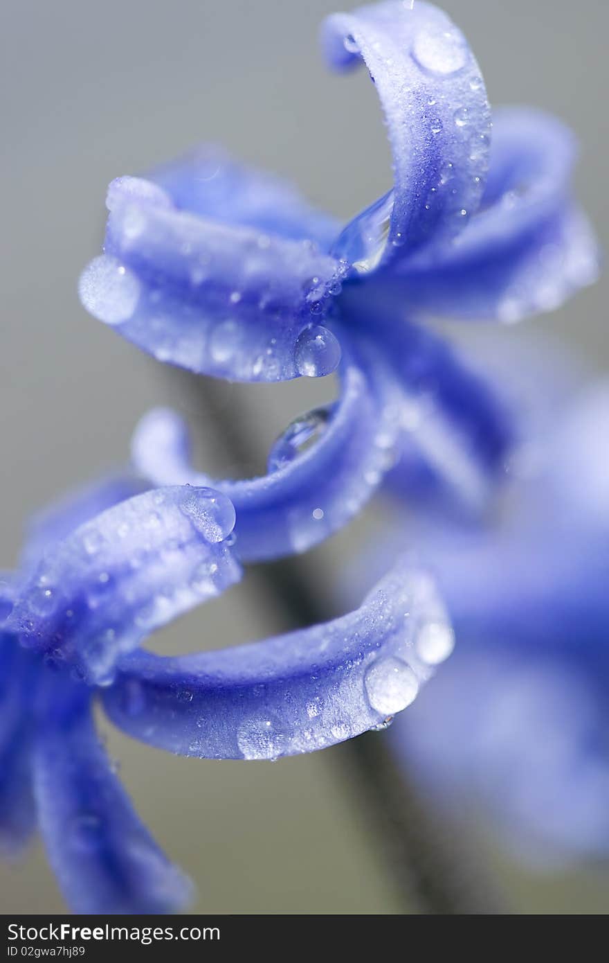 Hyacinth with dew