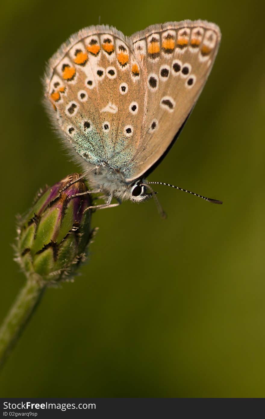 The butterfly on a plant. Macro