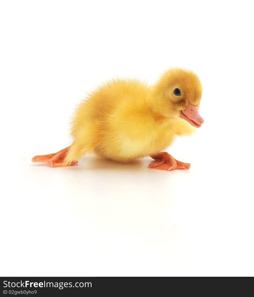 Duckling