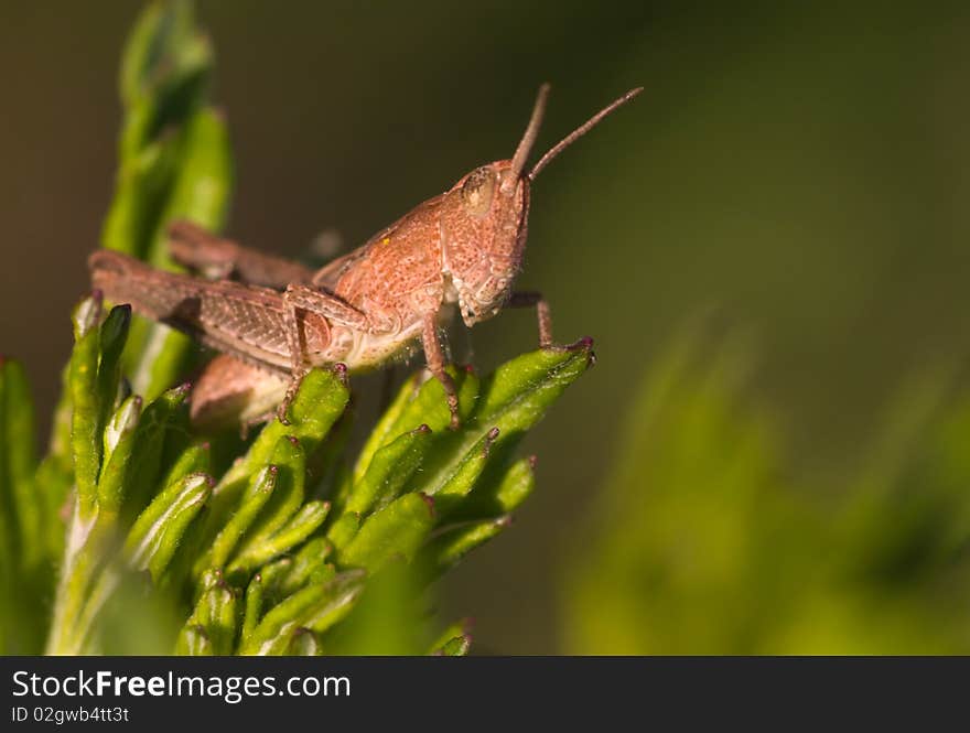 Grasshopper