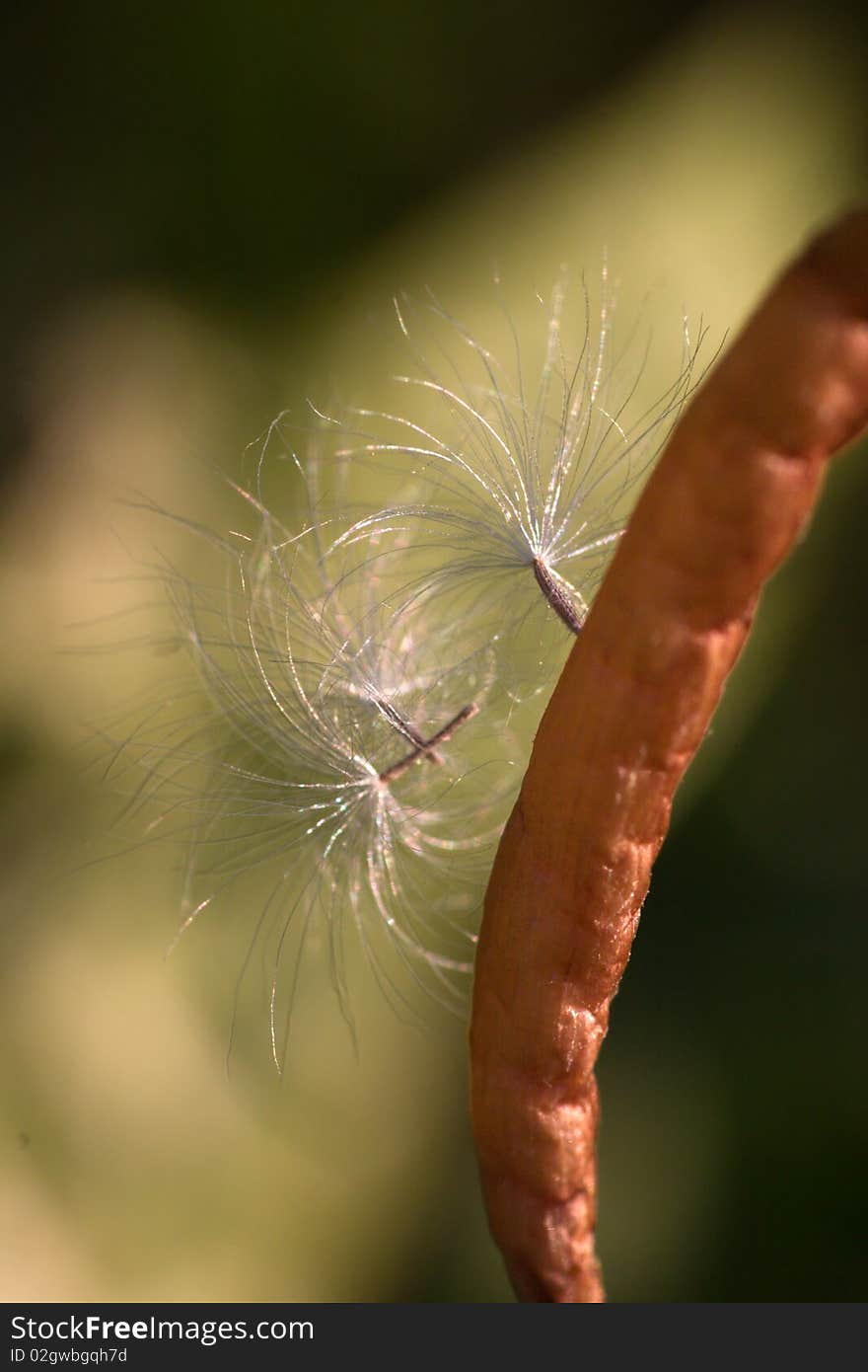 Dandelion seeds