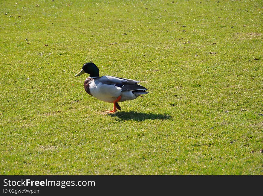 Ducks waiting