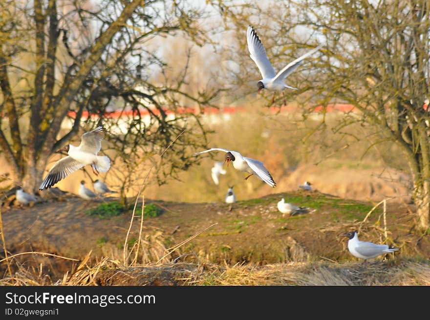 View of flight seagulls over pond